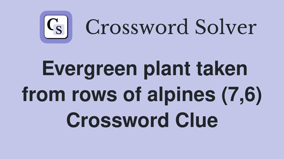 Evergreen plant taken from rows of alpines (7,6) Crossword Clue